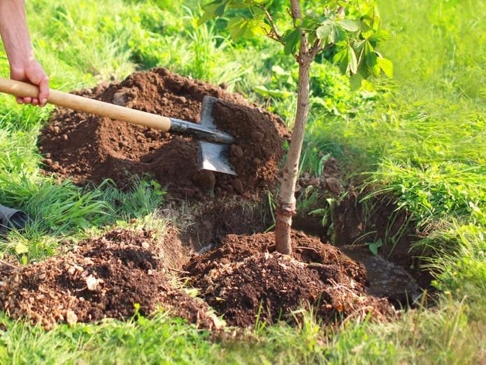 How to Get Free Trees to Plant in Your Yard